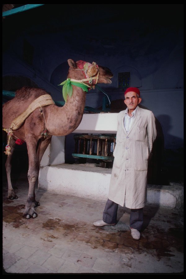 239063 Camel And Attendant, Kairouan, Tunisia A4 Photo Print