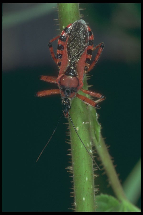 240000 Bug Reduve A4 Photo Print