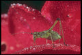240002 Grasshopper on a rose A4 Photo Print