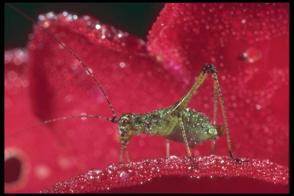 240002 Grasshopper on a rose A4 Photo Print