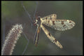 240003 Ant Lion A4 Photo Print