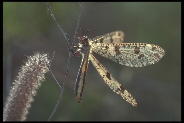 240003 Ant Lion A4 Photo Print