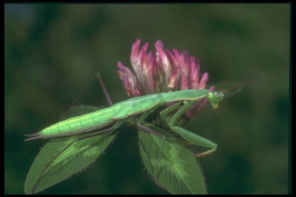 240004 Praying Mantis on a clover A4 Photo Print