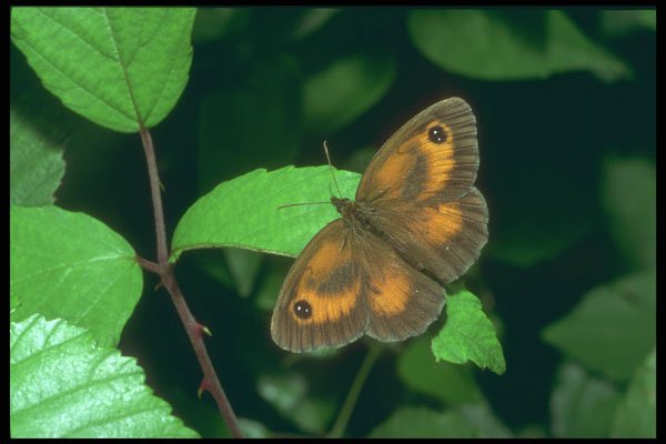 240005 Butterfly A4 Photo Print