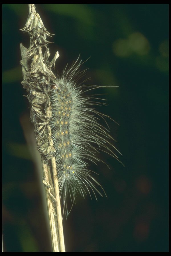240006 Caterpillar A4 Photo Print