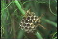 240007 Wasps A4 Photo Print