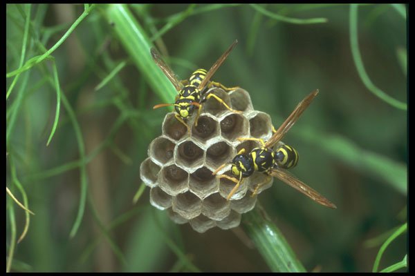 240007 Wasps A4 Photo Print