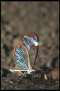 240008 Butterfly A4 Photo Print