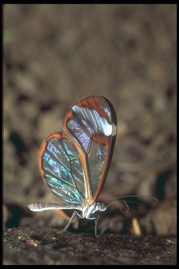 240008 Butterfly A4 Photo Print