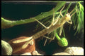 240009 Damsel Fly nymph A4 Photo Print