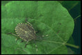 240010 Stinkbug A4 Photo Print
