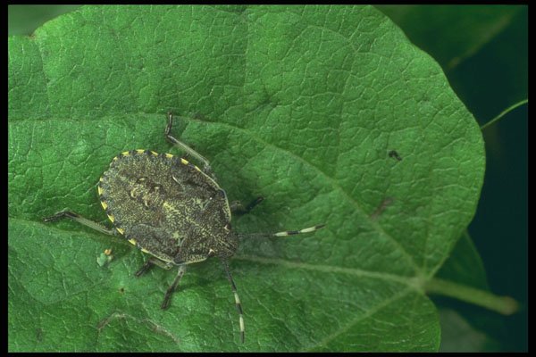 240010 Stinkbug A4 Photo Print