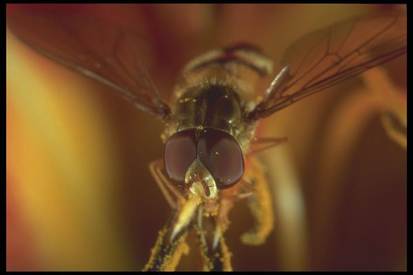 240011 Flower Fly A4 Photo Print