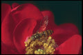 240012 Flower Fly A4 Photo Print