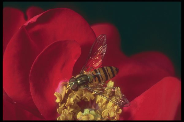 240012 Flower Fly A4 Photo Print