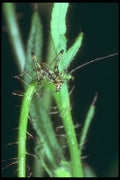 240013 Grasshopper A4 Photo Print
