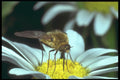 240014 Bee Fly A4 Photo Print