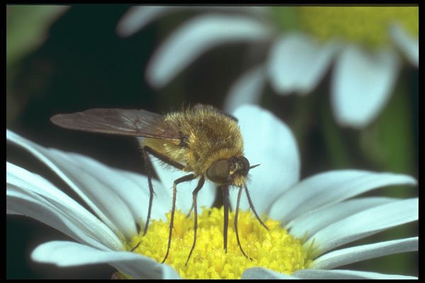240014 Bee Fly A4 Photo Print
