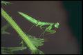240015 Praying Mantis A4 Photo Print