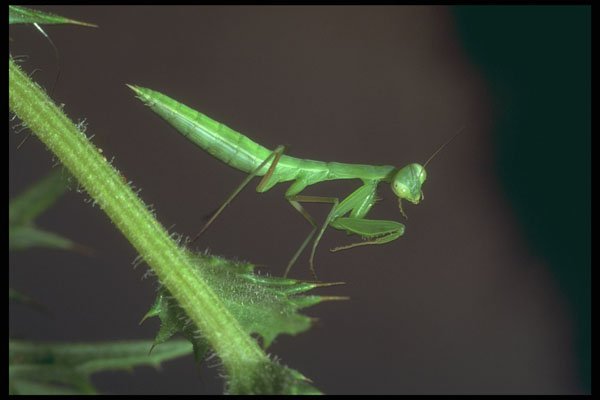 240015 Praying Mantis A4 Photo Print