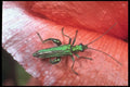 240016 Oedemere on a red poppy A4 Photo Print