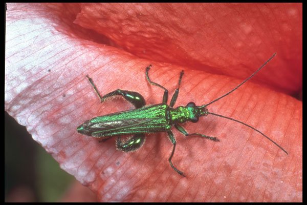 240016 Oedemere on a red poppy A4 Photo Print