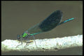 240017 Virgin Caleopteryx A4 Photo Print