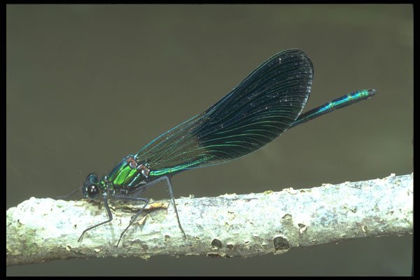 240017 Virgin Caleopteryx A4 Photo Print