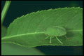 240018 Stinkbug A4 Photo Print