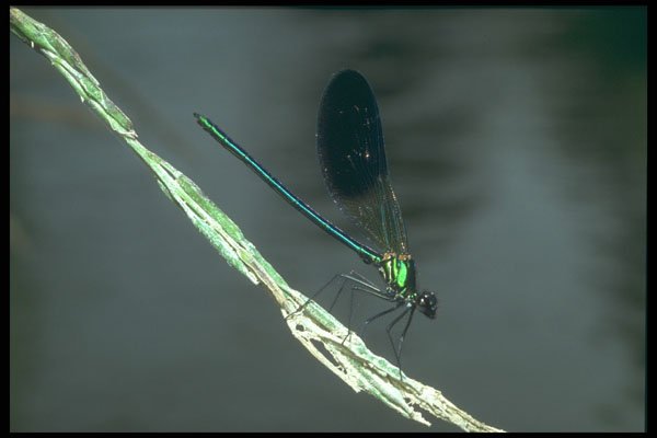 240019 Virgin Caleopteryx A4 Photo Print