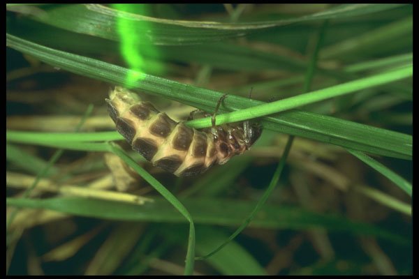 240020 Glowworm A4 Photo Print