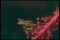 240021 Honeybee A4 Photo Print