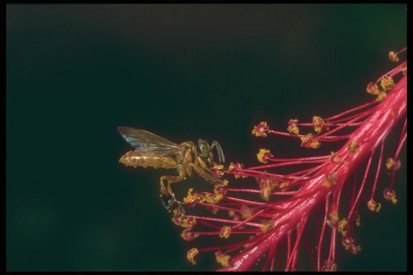 240021 Honeybee A4 Photo Print