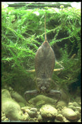 240022 Aquatic bug A4 Photo Print