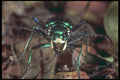 240023 Tiger Beetle A4 Photo Print
