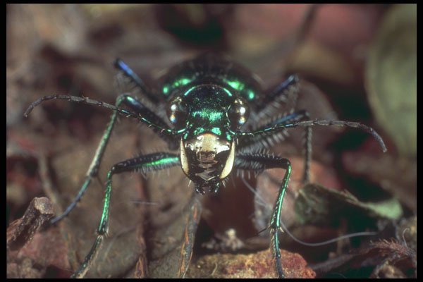 240023 Tiger Beetle A4 Photo Print