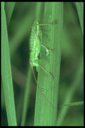 240025 Grasshopper A4 Photo Print