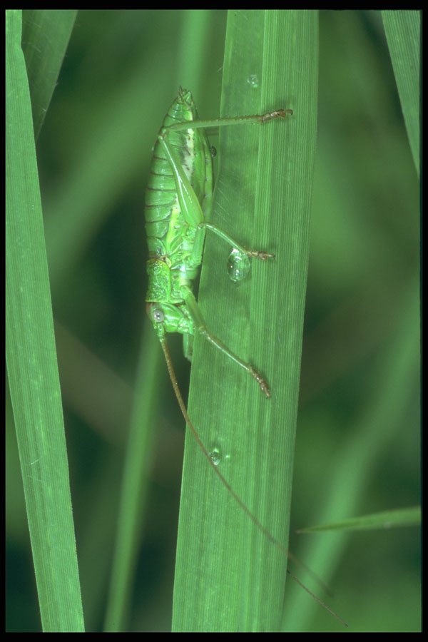 240025 Grasshopper A4 Photo Print