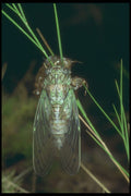 240026 Cicada, end of metamorphosis A4 Photo Print