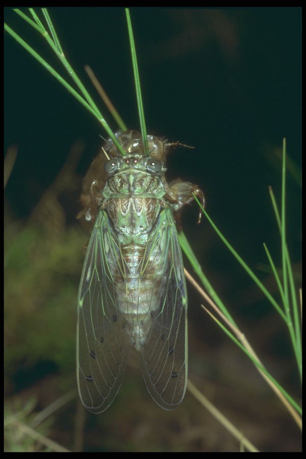 240026 Cicada, end of metamorphosis A4 Photo Print