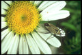 240027 Stinkbug A4 Photo Print