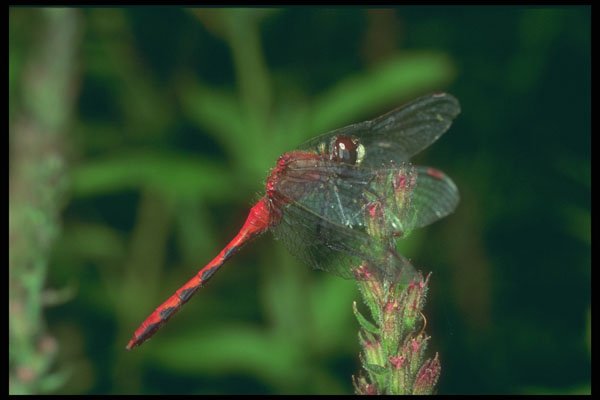 240028 Dragonfly A4 Photo Print