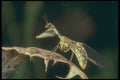 240029 Mantid Fly A4 Photo Print