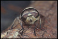 240030 Midge A4 Photo Print