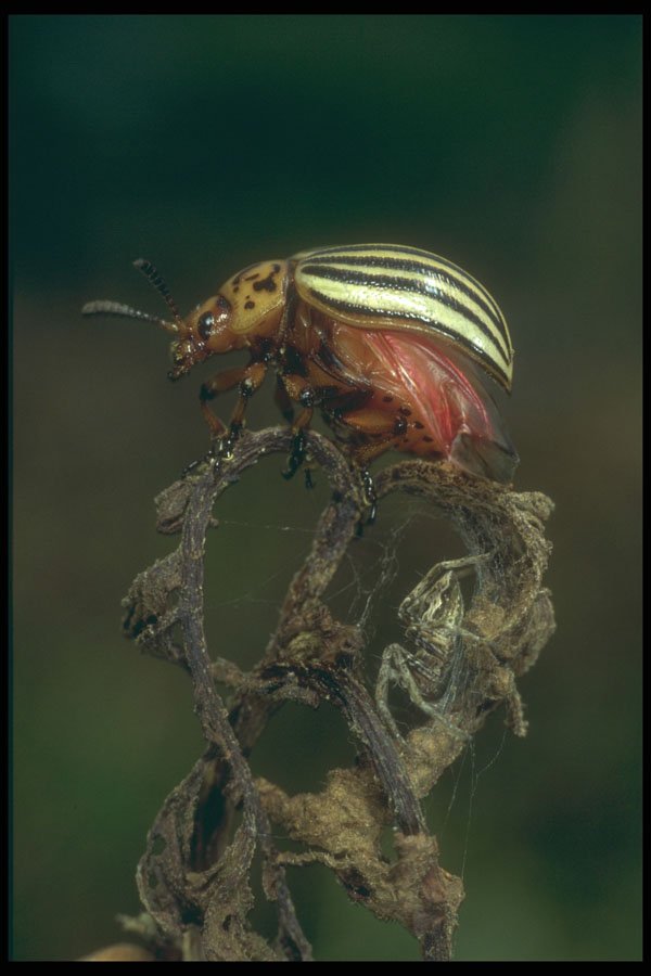 240031 Colorado Potato Beetle A4 Photo Print