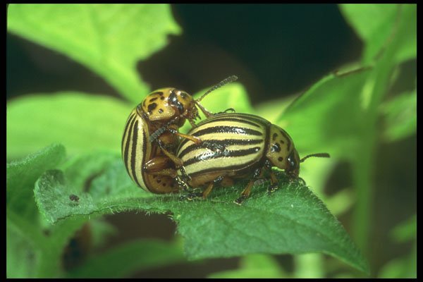 240032 Colorado Potato Beetle, mating A4 Photo Print