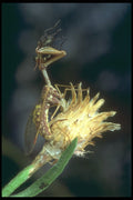 240033 Mantid Fly with prey A4 Photo Print