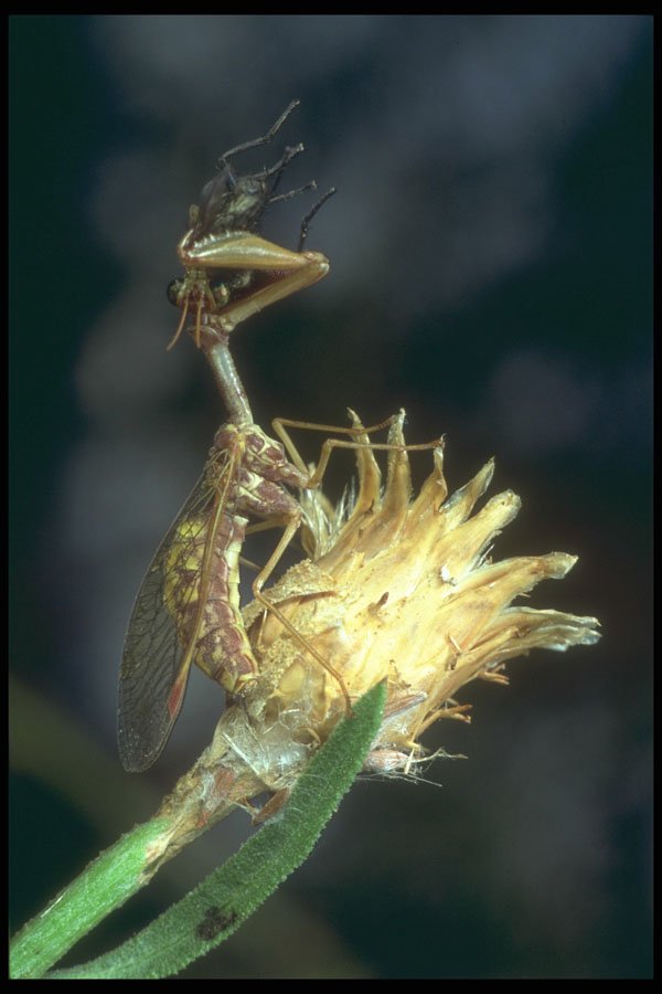 240033 Mantid Fly with prey A4 Photo Print