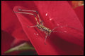 240034 Young Grasshopper on a rose A4 Photo Print