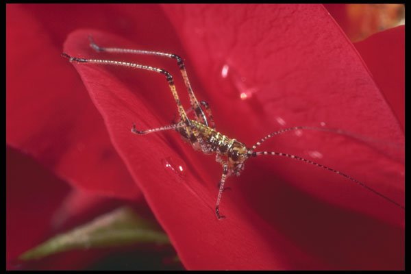 240034 Young Grasshopper on a rose A4 Photo Print